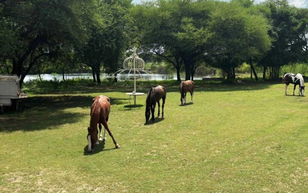 Horse Safari in Udaipur